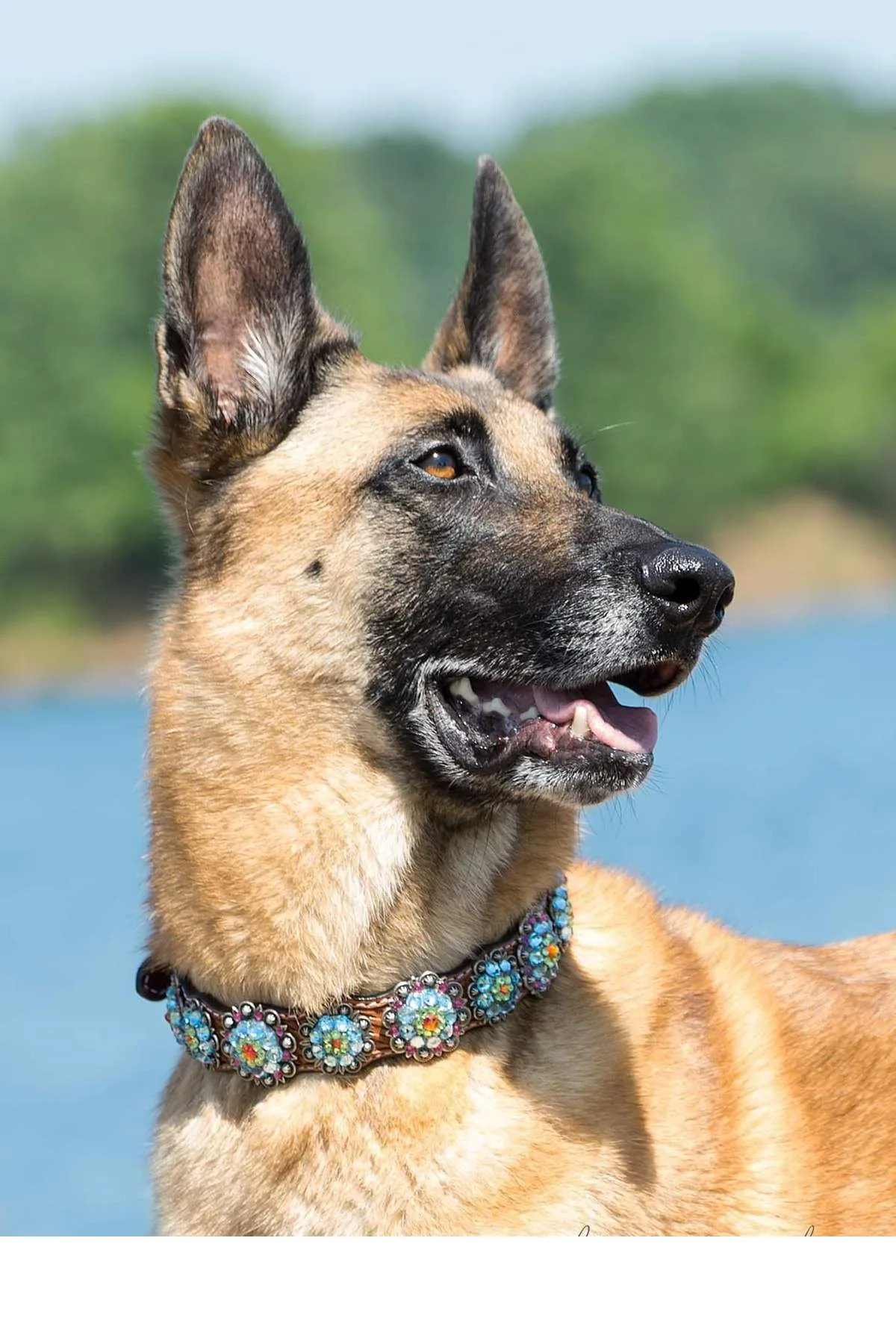 18" Rainbow Dog Collar